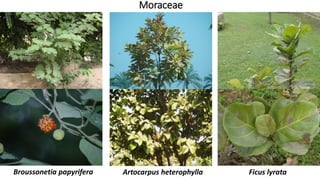 Moraceae
Ficus lyrataArtocarpus heterophyllaBroussonetia papyrifera
 