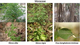 Moraceae
Ficus benghalensis krishnaeMorus nigraMorus alba
 