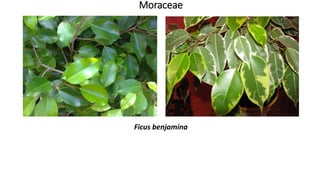 Moraceae
Ficus benjamina
 