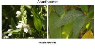 Acanthaceae
Justicia adhatoda
 
