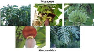 Musaceae
Musa paradisiaca
 