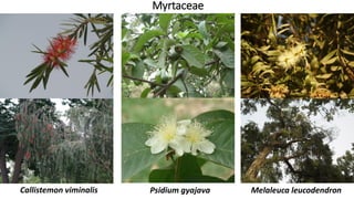 Myrtaceae
Melaleuca leucodendronPsidium gyajavaCallistemon viminalis
 