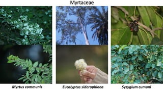 Myrtaceae
Syzygium cumuniEucalyptus siderophloeaMyrtus communis
 
