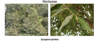 Myrtaceae
Syzygium jambos
 