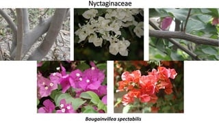 Nyctaginaceae
Bougainvillea spectabilis
 