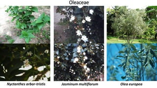 Oleaceae
Olea europeaJasminum multiflorumNyctanthes arbor-tristis
 