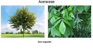 Aceraceae
Acer negundo
 