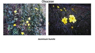 Oleaceae
Jasminum humile
 