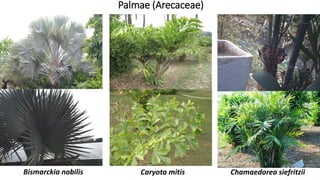 Palmae (Arecaceae)
Chamaedorea siefritziiCaryota mitisBismarckia nobilis
 