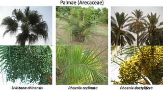 Palmae (Arecaceae)
Phoenix dactyliferaPhoenix reclinataLivistona chinensis
 