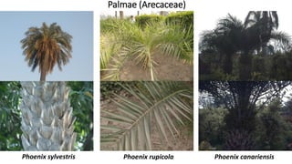 Palmae (Arecaceae)
Phoenix canariensisPhoenix rupicolaPhoenix sylvestris
 