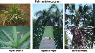 Palmae (Arecaceae)
Sabal palmettoRoystonia regiaRaphis excelsa
 