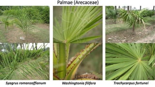 Palmae (Arecaceae)
Washingtonia filiferaSyagrus romanzoffianum Trachycarpus fortunei
 