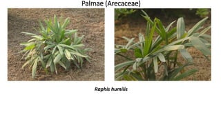 Palmae (Arecaceae)
Raphis humilis
 