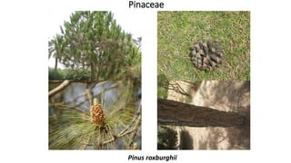 Pinaceae
Pinus roxburghii
 