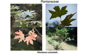 Plantanaceae
Plantanus oriantalis
 
