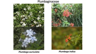 Plumbaginaceae
Plumbago indicaPlumbago auriculata
 