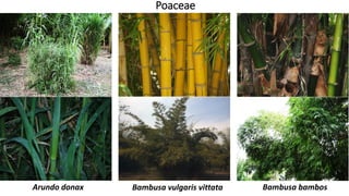 Poaceae
Bambusa vulgaris vittataArundo donax Bambusa bambos
 