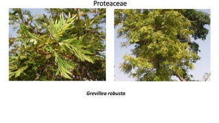 Proteaceae
Grevillea robusta
 