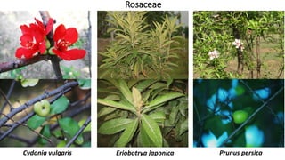 Rosaceae
Eriobotrya japonicaCydonia vulgaris Prunus persica
 