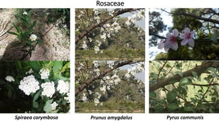 Rosaceae
Prunus amygdalusSpiraea corymbosa Pyrus communis
 