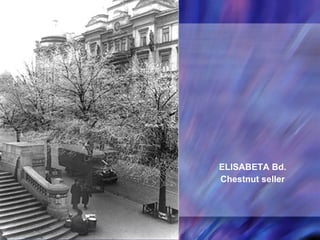 ELISABETA Bd. Chestnut seller 