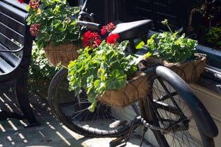 Olde Time Bike And Red Flower 2