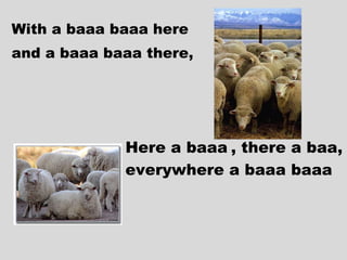 With a  baaa baaa  here  and a  baaa baaa  there, Here a  baaa   , there a baa,  everywhere a baaa baaa 