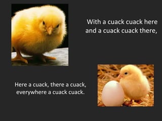   With a cuack cuack here and a cuack cuack there, Here a cuack, there a cuack, everywhere a cuack cuack. 