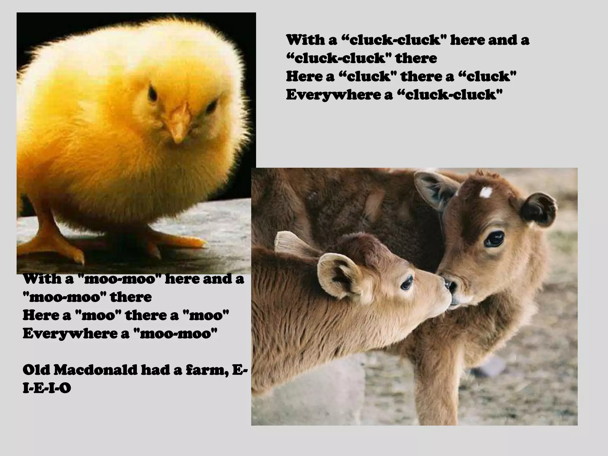 With a “cluck-cluck" here and a “cluck-cluck" thereHere a “cluck" there a “cluck"Everywhere a “cluck-cluck"With a "moo-moo" here and a "moo-moo" thereHere a "moo" there a "moo"Everywhere a "moo-moo"Old Macdonald had a farm, E-I-E-I-O
