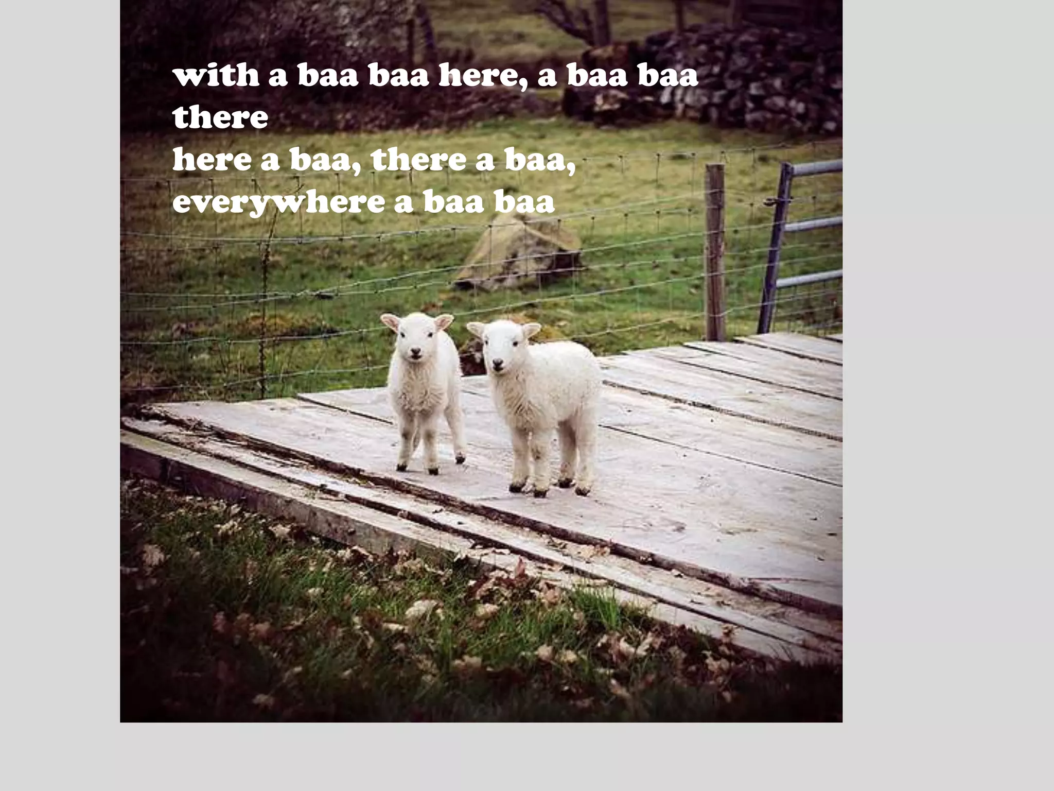 with a baa baa here, a baa baa therehere a baa, there a baa, everywhere a baa baa