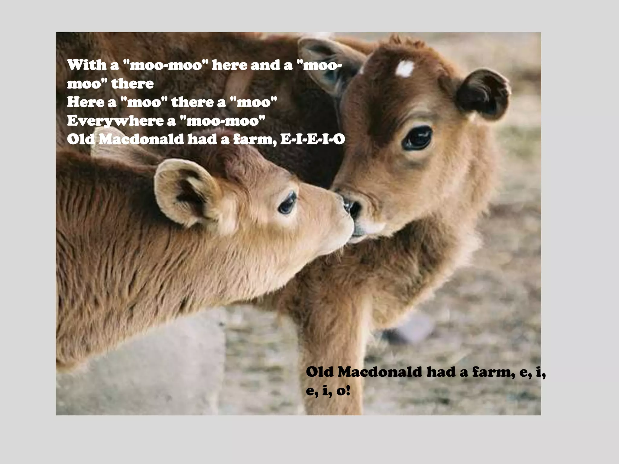 With a "moo-moo" here and a "moo-moo" thereHere a "moo" there a "moo"Everywhere a "moo-moo"Old Macdonald had a farm, E-I-E-I-OOld Macdonald had a farm, e, i, e, i, o!