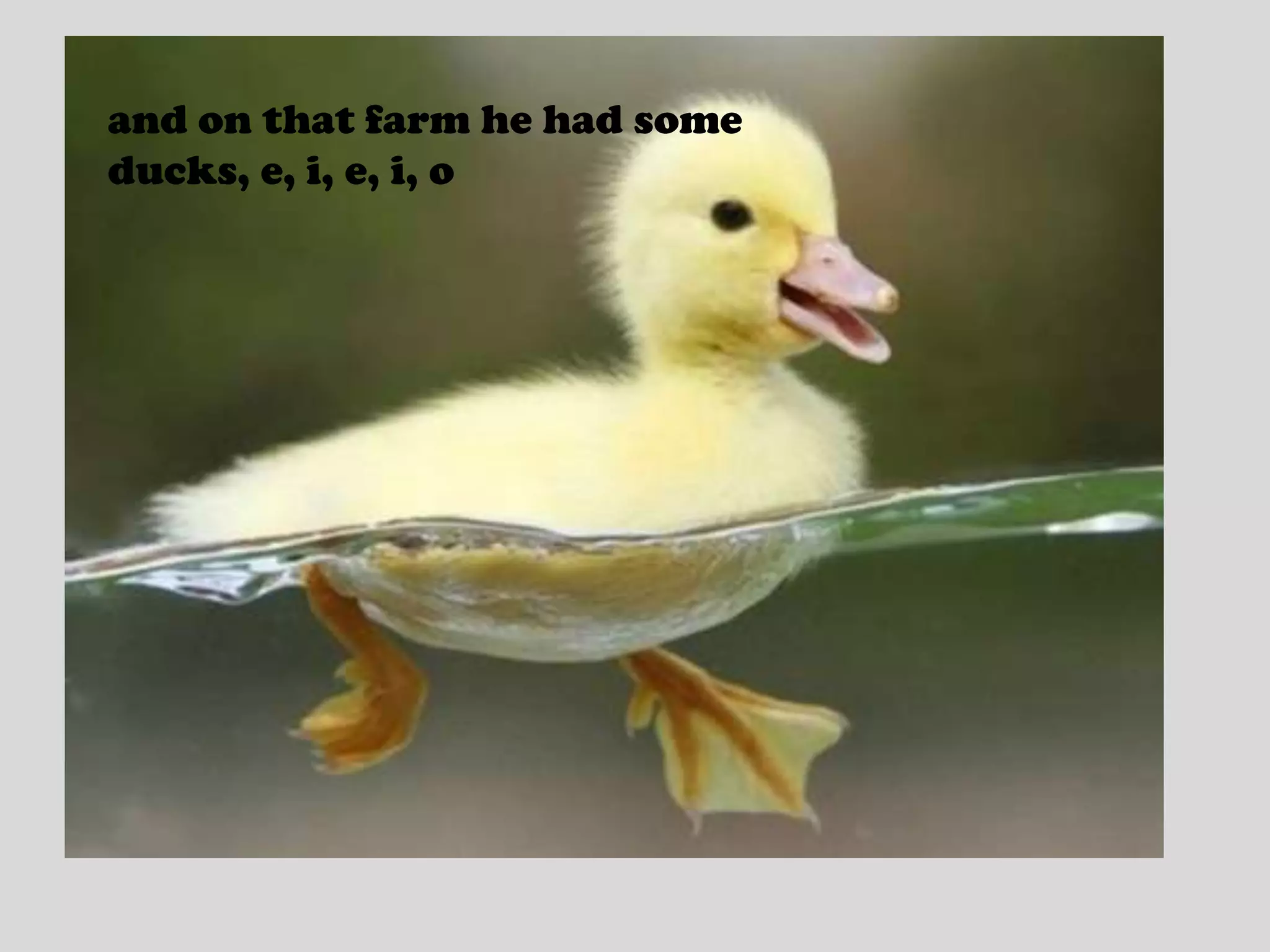 and on that farm he had some ducks, e, i, e, i, o