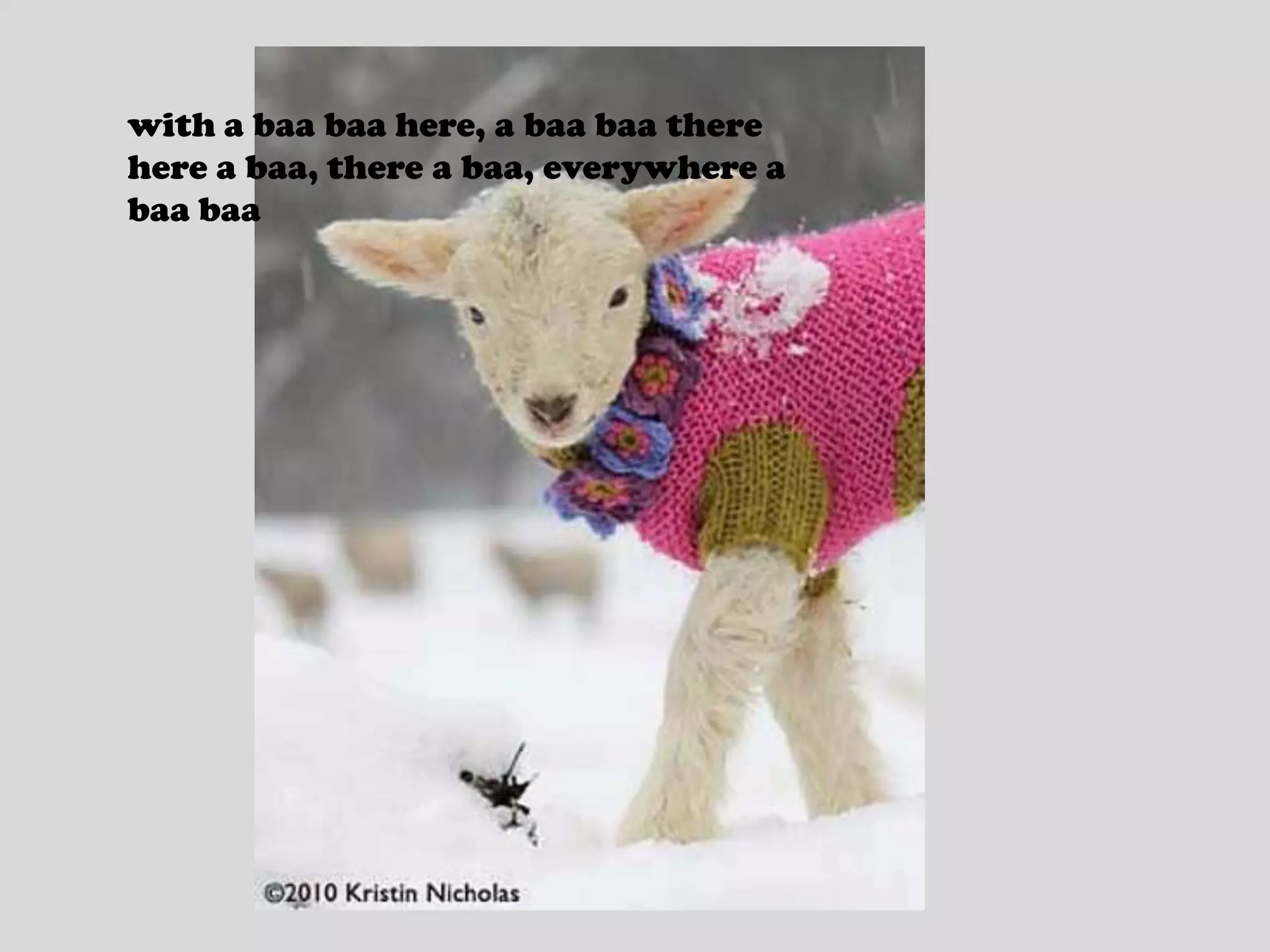 with a baa baa here, a baa baa therehere a baa, there a baa, everywhere a baa baa