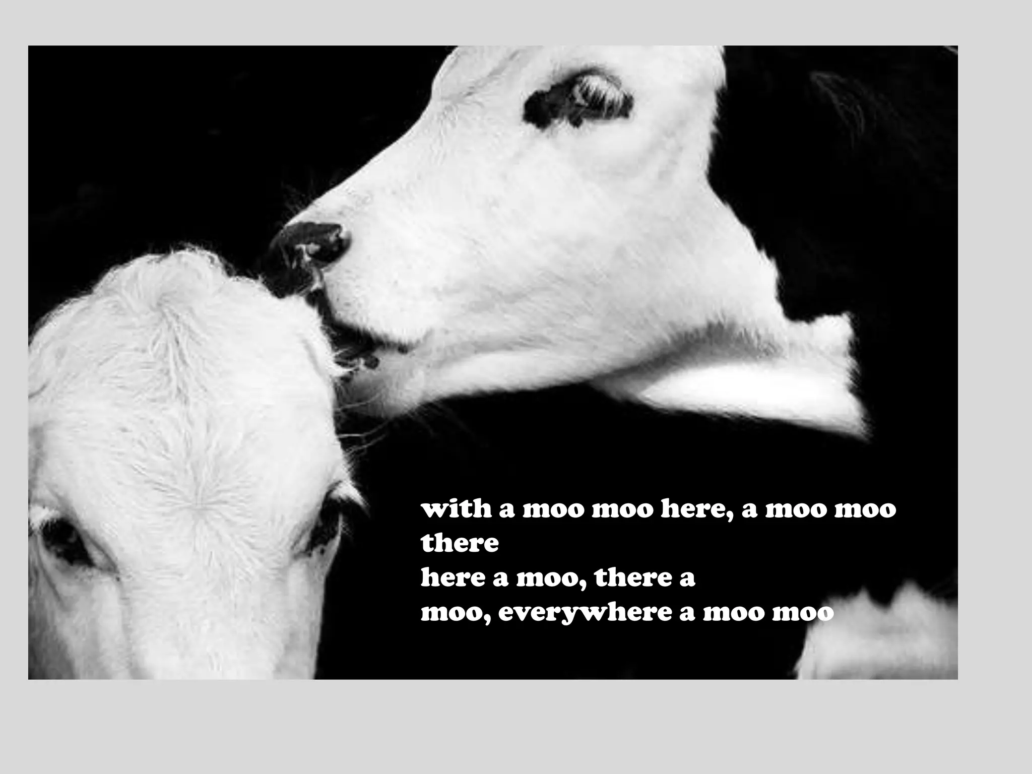 with a moo moo here, a moo moo therehere a moo, there a moo, everywhere a moo moo