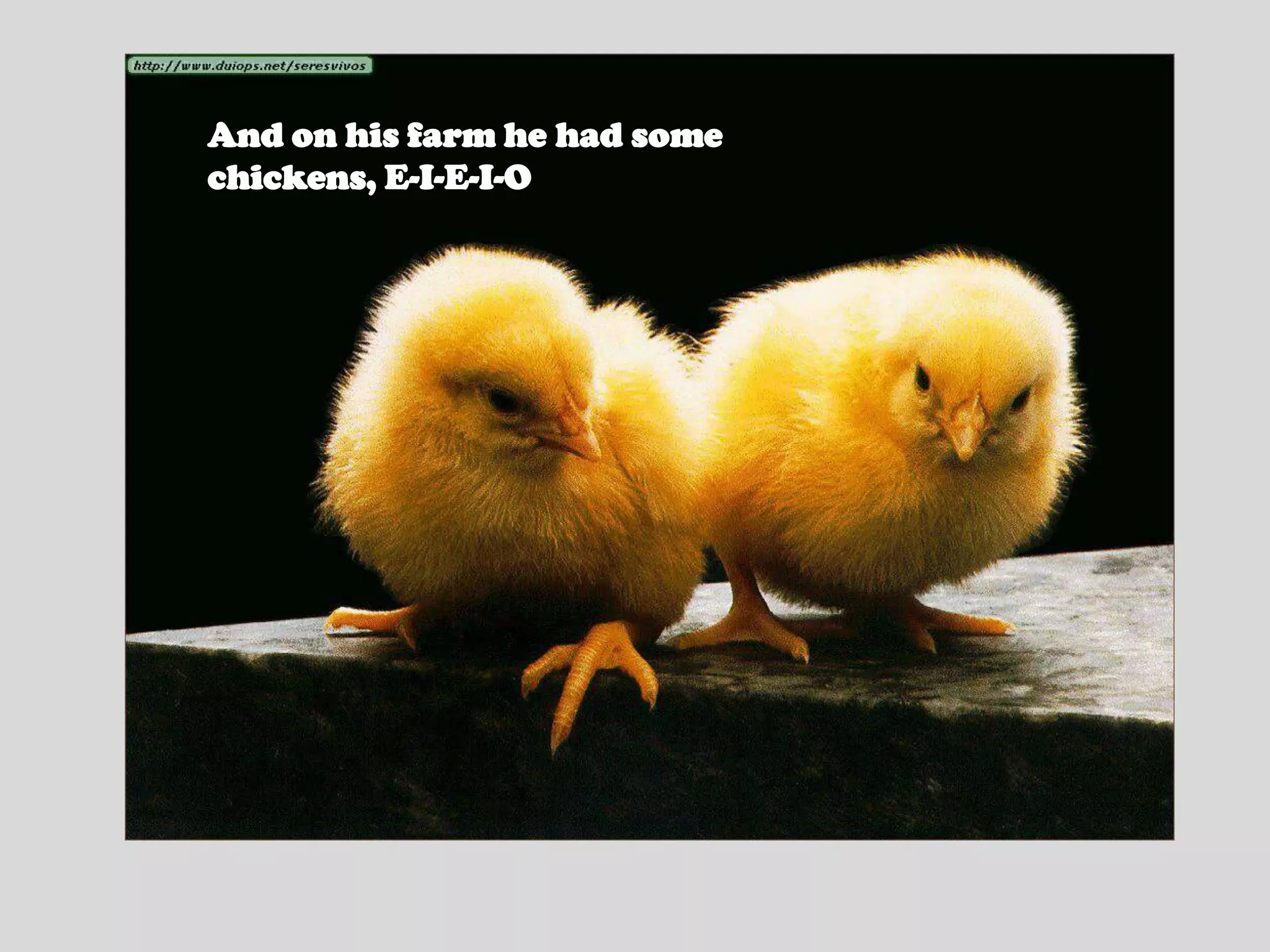 And on his farm he had some chickens, E-I-E-I-O