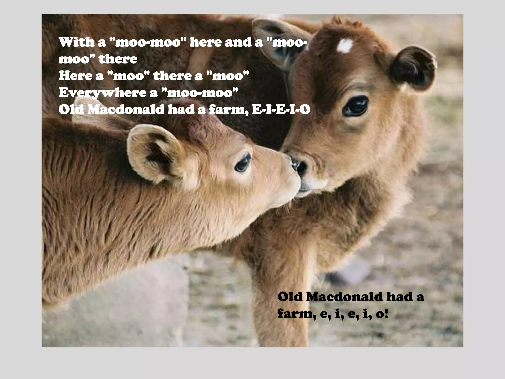 With a "moo-moo" here and a "moo-moo" thereHere a "moo" there a "moo"Everywhere a "moo-moo"Old Macdonald had a farm, E-I-E-I-OOld Macdonald had a farm, e, i, e, i, o!