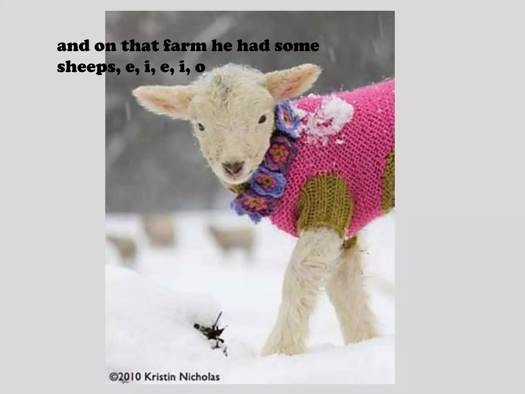 and on that farm he had some sheeps, e, i, e, i, o