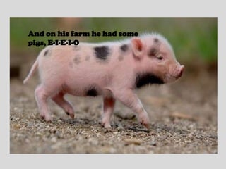 And on his farm he had some pigs, E-I-E-I-O