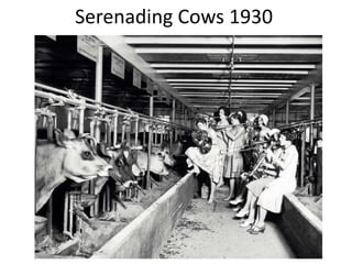 Serenading Cows 1930