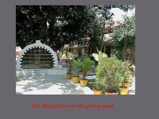 The Mango Tree in the prison yard