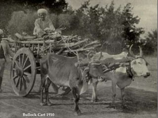 Bullock Cart 1910