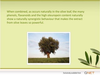 When combined, as occurs naturally in the olive leaf, the many
phenols, flavanoids and the high oleuropein content naturally
show a naturally synergistic behaviour that makes the extract
from olive leaves so powerful.
 