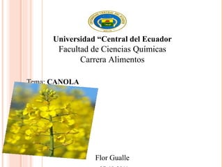 Tema:  CANOLA Flor Gualle 27-10-2011   Universidad “Central del Ecuador Facultad de Ciencias Químicas Carrera Alimentos 