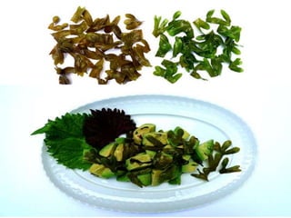 Mouritsen, Williams, Bjerregaard & Duelund
Seaweeds for umami flavour in the New Nordic Cuisine, Flavour 1:4 (2012)
 