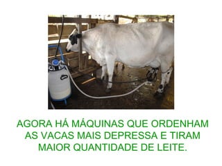 AGORA HÁ MÁQUINAS QUE ORDENHAM
AS VACAS MAIS DEPRESSA E TIRAM
MAIOR QUANTIDADE DE LEITE.
 