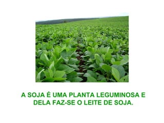 A SOJA É UMA PLANTA LEGUMINOSA E
DELA FAZ-SE O LEITE DE SOJA.
 