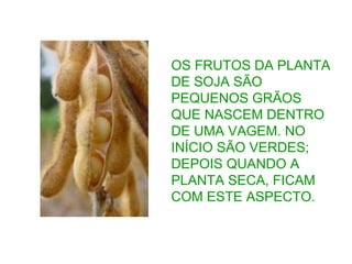 OS FRUTOS DA PLANTA
DE SOJA SÃO
PEQUENOS GRÃOS
QUE NASCEM DENTRO
DE UMA VAGEM. NO
INÍCIO SÃO VERDES;
DEPOIS QUANDO A
PLANTA SECA, FICAM
COM ESTE ASPECTO.
 
