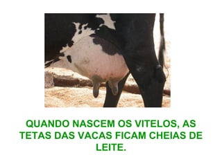 QUANDO NASCEM OS VITELOS, AS
TETAS DAS VACAS FICAM CHEIAS DE
LEITE.
 
