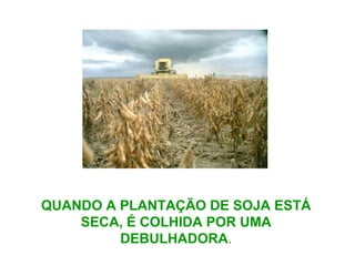 QUANDO A PLANTAÇÃO DE SOJA ESTÁ
SECA, É COLHIDA POR UMA
DEBULHADORA.
 